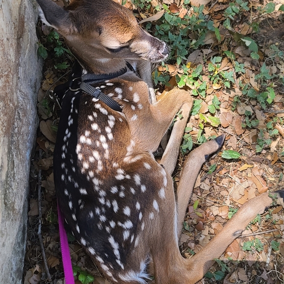 Meet your Posher, Katt - Picture 6 of 6